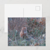 Niedliche Funky Ginger Cat Kitten im Gras versteck Postkarte (Vorne/Hinten)