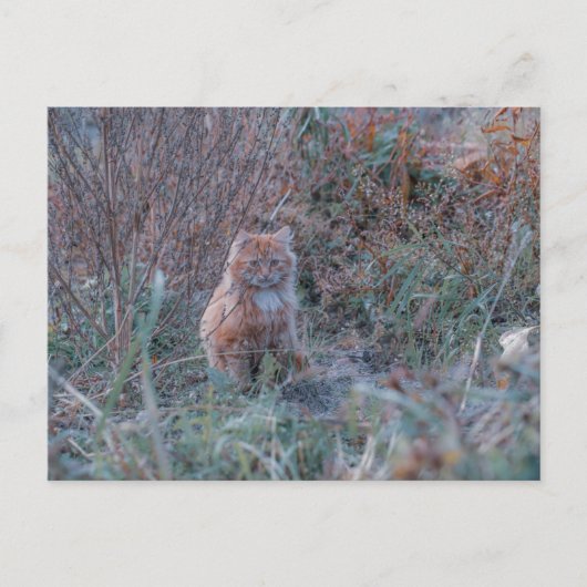 Niedliche Funky Ginger Cat Kitten im Gras versteck Postkarte (Vorderseite)