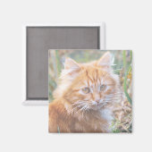 Niedliche Funky Ginger Cat Kitten Painting Magnet (Vorderseite/Rückseite)