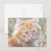 Niedliche Funky Ginger Cat Kitten Painting Postkarte (Vorne/Hinten)