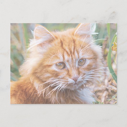 Niedliche Funky Ginger Cat Kitten Painting Postkarte (Vorderseite)