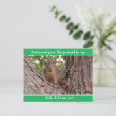 Niedliche Funny Eichhörnchen Just Sprichwort Hello Postkarte (Stehend Vorderseite)