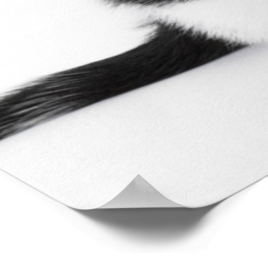 Niedliche Funny Kätzchen Schwarzweißkatze Poster (Ecke)