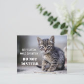 Niedliche Funny Kitten nicht stören Postkarte (Stehend Vorderseite)