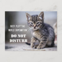 Niedliche Funny Kitten nicht stören