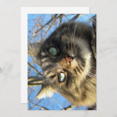 Niedliche Funny Maine Coon Kitty Fuzzy Face (Vorne/Hinten)