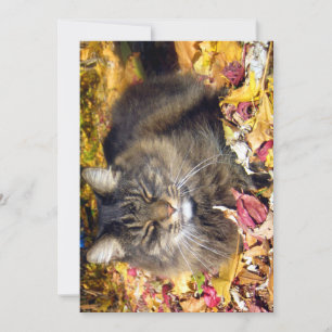 Niedliche Funny Maine Coon The So Happy