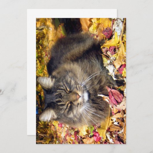 Niedliche Funny Maine Coon The So Happy (Vorne/Hinten)