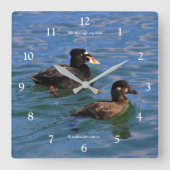 Niedliche Funny Surf Scoter Enten Schwimmen am Pie Quadratische Wanduhr (Vorderseite)