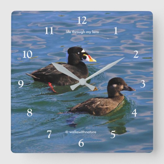 Niedliche Funny Surf Scoter Enten Schwimmen am Pie Quadratische Wanduhr (Vorderseite)