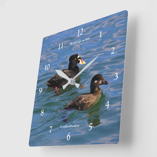 Niedliche Funny Surf Scoter Enten Schwimmen am Pie Quadratische Wanduhr (Winkel)