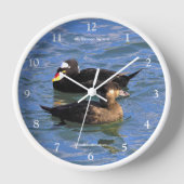 Niedliche Funny Surf Scoter Enten Schwimmen am Pie Uhr (Vorderseite)