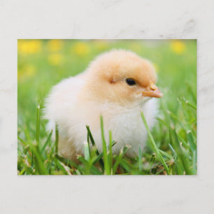 Niedliche Fuzzy Baby Chicks - Funny Farm Animes Postkarte