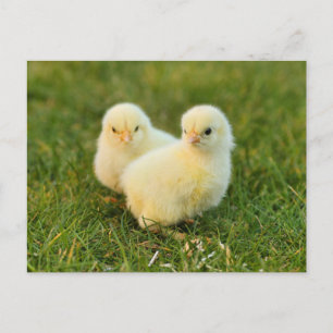 Niedliche Fuzzy Baby Chicks - Funny Farm Animes Postkarte