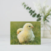 Niedliche Fuzzy Baby Chicks - Funny Farm Animes Postkarte (Stehend Vorderseite)