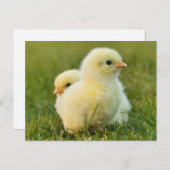 Niedliche Fuzzy Baby Chicks - Funny Farm Animes Postkarte (Vorne/Hinten)