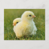 Niedliche Fuzzy Baby Chicks - Funny Farm Animes Postkarte (Vorderseite)
