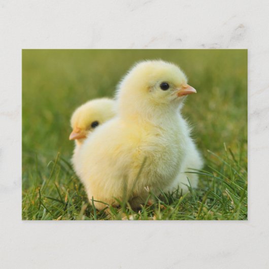 Niedliche Fuzzy Baby Chicks - Funny Farm Animes Postkarte (Vorderseite)