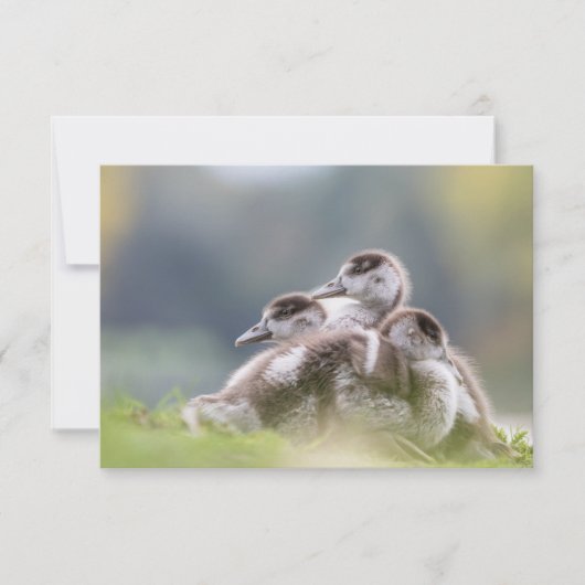 Niedliche Gänse Chicks Nature Foto (Vorderseite)