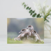 Niedliche Gänse Chicks Nature Foto (Stehend Vorderseite)