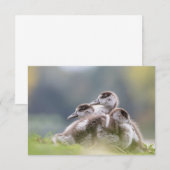 Niedliche Gänse Chicks Nature Foto (Vorne/Hinten)