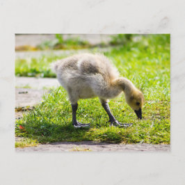 Niedliche Gänsegel Postkarte
