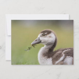 Niedliche Gänsekick-Natur-Fotokarte