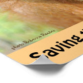 Niedliche gefährdete Orangutan-Arten Poster (Ecke)