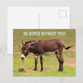 Niedliche gelangweilte Donkey-Postkarte Postkarte (Vorne/Hinten)