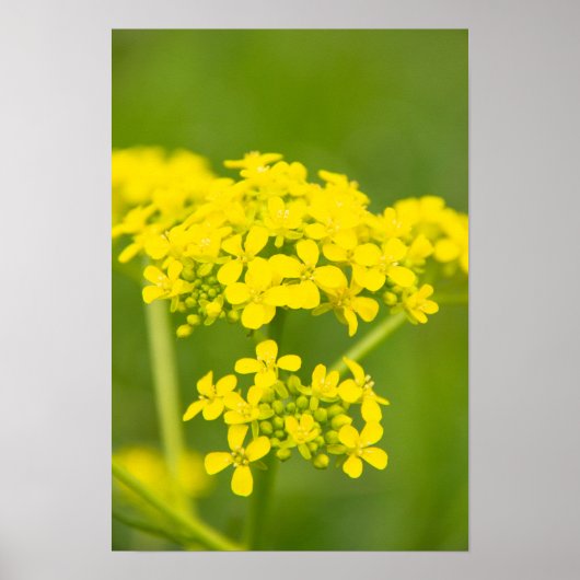 Niedliche gelbe Blumen im Frühlingstag Poster (Vorne)