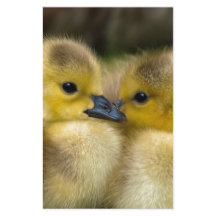 Niedliche gelbe flaumige Entlein, Baby-Enten