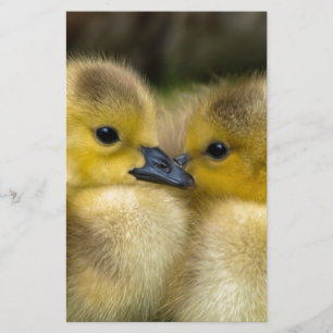 Niedliche gelbe flaumige Entlein, Baby-Enten Briefpapier