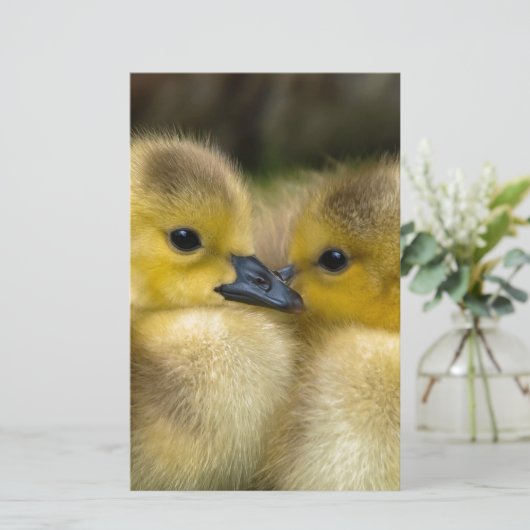 Niedliche gelbe flaumige Entlein, Baby-Enten Briefpapier (Stehend Vorderseite)