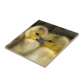 Niedliche gelbe flaumige Entlein, Baby-Enten Fliese (Seite)