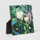 Niedliche gelbe Pilze, Oregon Fotoplatte (Vorderseite)