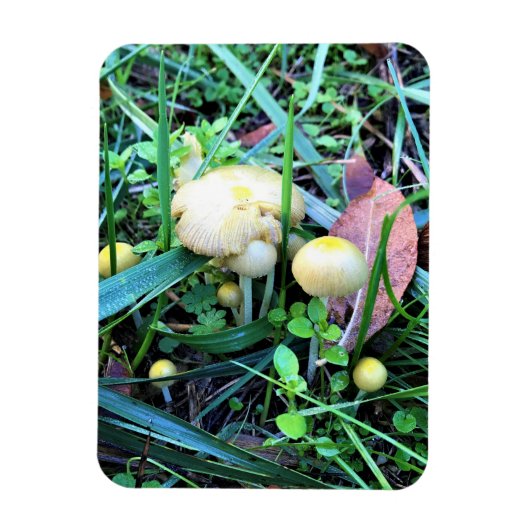 Niedliche gelbe Pilze, Oregon Magnet (Vertikal)