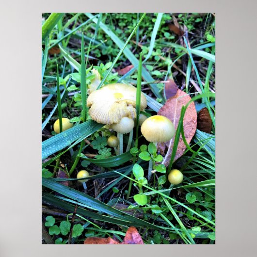 Niedliche gelbe Pilze, Oregon Poster (Vorne)