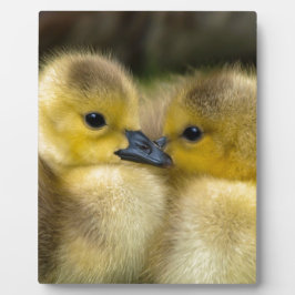Niedliche Gelbfleckente, Babyenten Fotoplatte