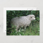 Niedliche gierige Schafe essen Postkarte (Vorne/Hinten)