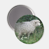Niedliche Giftschaf Magnet (Vorderseite/Rückseite)