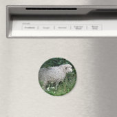 Niedliche Giftschaf Magnet (In Situ (Geschirrspüler))