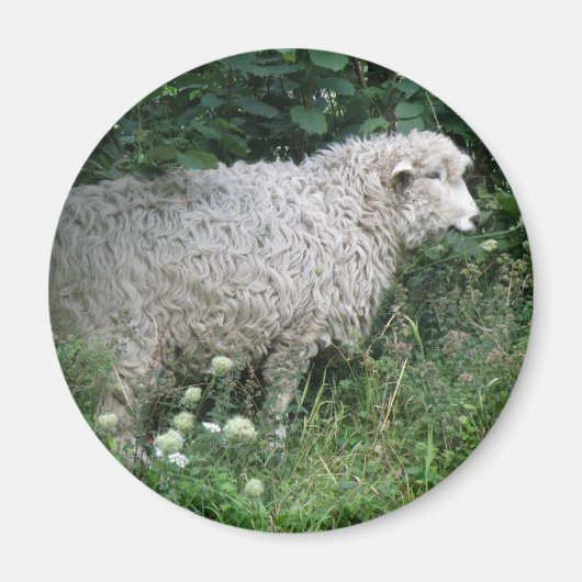 Niedliche Giftschaf Magnet (Vorne)