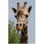 Niedliche Giraffe Freistehende Fotoskulptur<br><div class="desc">Giraffe Kopf Foto. Niedliche Giraffe in der Wildnis.</div>