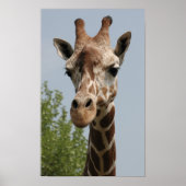 Niedliche Giraffe Poster (Vorne)