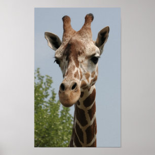 Niedliche Giraffe Poster