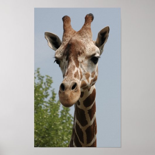Niedliche Giraffe Poster (Vorne)