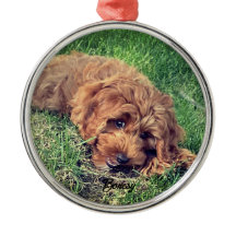 Niedliche Golden Doodle Premium