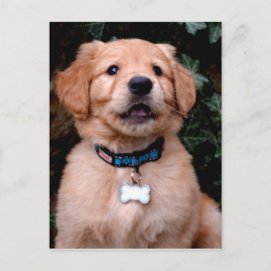 Niedliche Golden Retriever Welpe Postkarte