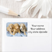 Niedliche Goldendoodle Welpen Rücksendeadressen-Au (Insitu)