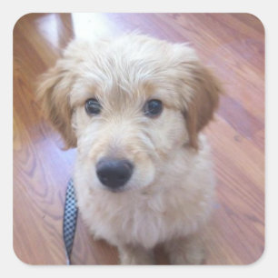 Niedliche GoldenDoodle Welpenbilder Quadratischer Aufkleber